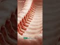 Doença Celíaca: O que acontece no intestino ao longo do tempo