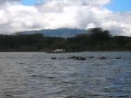 Hippos in lake naivasha