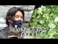 【特集】九条ねぎで飛躍めざす若き農家｜KBS京都