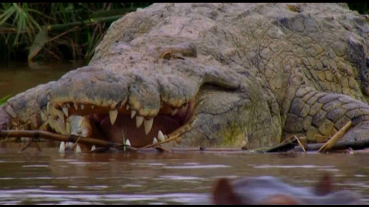 Имя огромного людоеда. Нильский крокодил людоед.