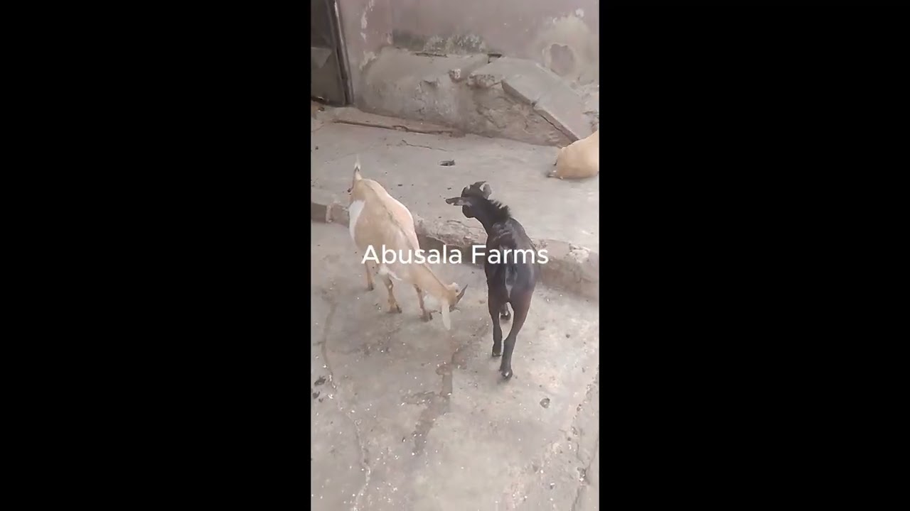 Free range goat rearing at home 
