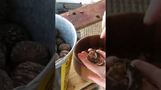 Tough Nuts to Crack!🌰Black Walnuts #homesteading #blackwalnuts #farmhouse
