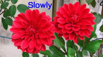 ABC TV | How To Make Dahlia Paper Flower With Shape Punch #1 (Slowly) - Craft Tutorial