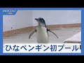 AOAOフェアリーペンギンすくすく プールデビュー