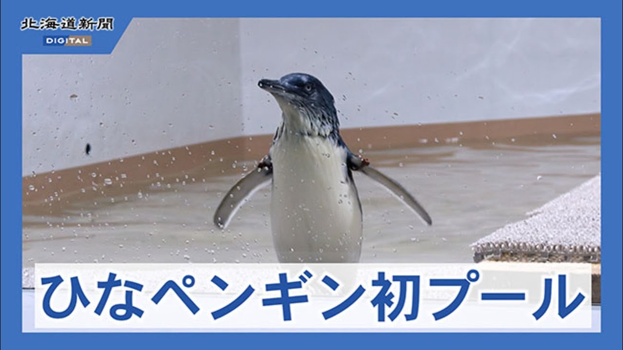 AOAOフェアリーペンギンすくすく プールデビュー