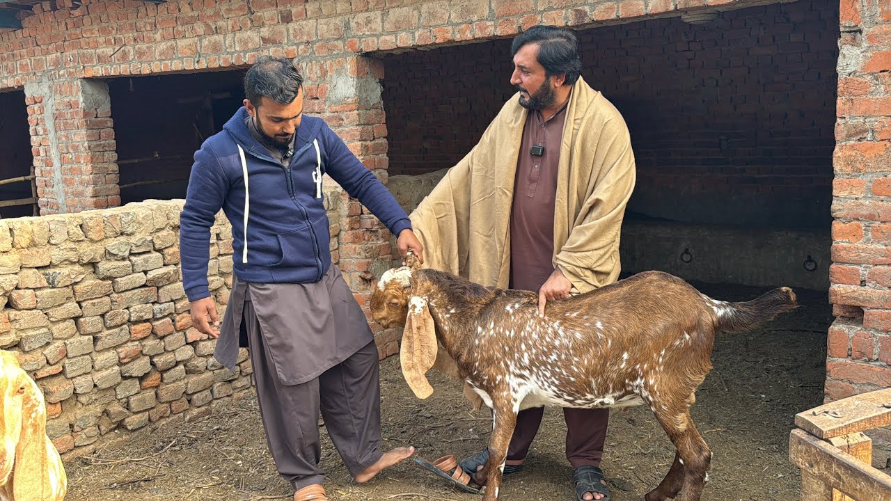 Kamyab bakra farmer | Apny dere ty Bakry sale kr k rozi kamai di | Anjum Saroya 