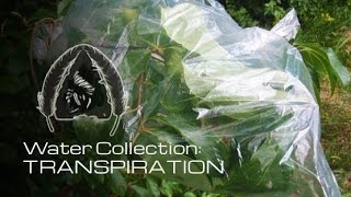Black Scout Quick Tips - Transpiration