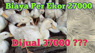 Analisis Usaha Ternak Bebek Pedaging Panen Usia 40-50 Hari #bisnis #bisnisanakmuda #bandarbebek