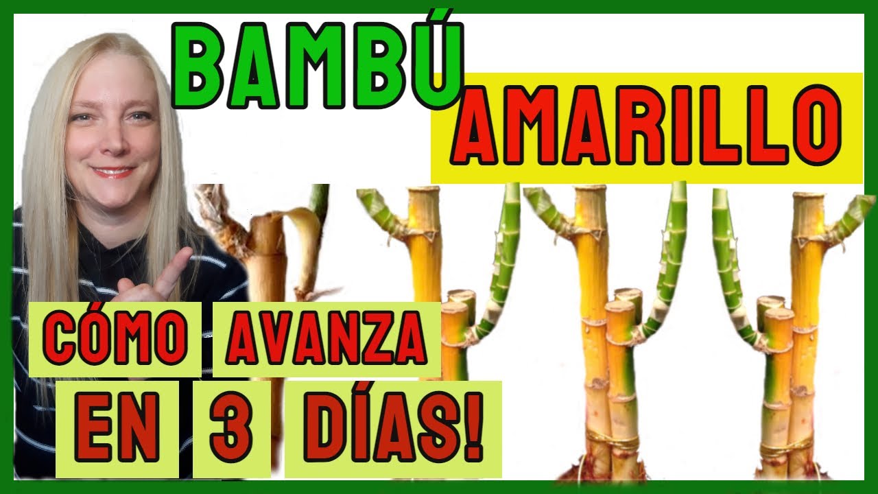 🎋Bambu amarillo /Como salvar un Lucky bamboo amarillo