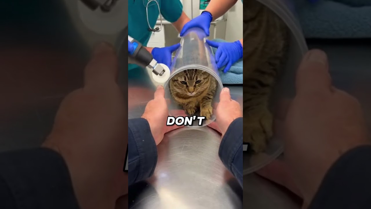 Karen was in a hurry... so she tried to crush him! 🚜🐱