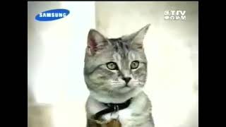4432 SAMSUNG 液晶顯示器 貓咪篇   fishpu 360p, h264, youtube