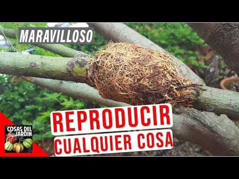 Vídeo: Mètodes de propagació del clau: aprèn a propagar un arbre del clau