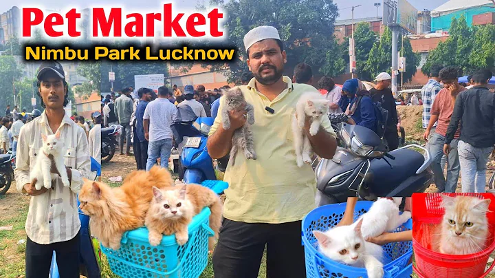 Watch the video about Lucknow Pet market 🎉💯 |Persian Kittens |Sunday Nimbu Park Pet market Lucknow