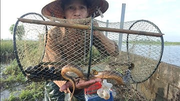 Đi Thăm Lờ Cá Hát Ngiêu Ngao Điệp Khúc Tình Yêu 💕 + Cá Lóc Đồng, Lươn Đồng To Vàng, Cá Trê Lai Khủng