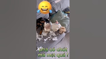 Cười đau bụng với cún cưng đáng yêu #petsandghosts #paranormal#funny #pets#animals  @Vunghiavlog