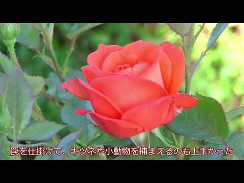 それからのキャンディ なつかしい丘に立つまで