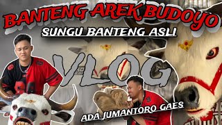 bull arek budoyo-SUNGU ORIGINAL BULLS #arekbudoyo #bull #horse