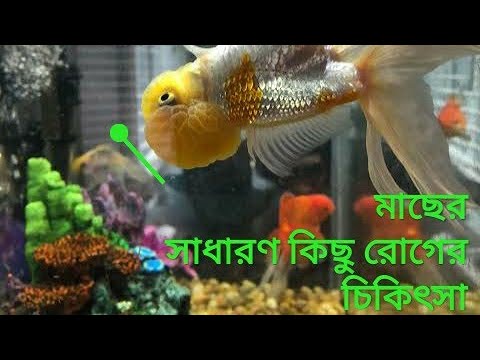 ভিডিও: মিথিলিন নীল কি ক্ষতিকারক?