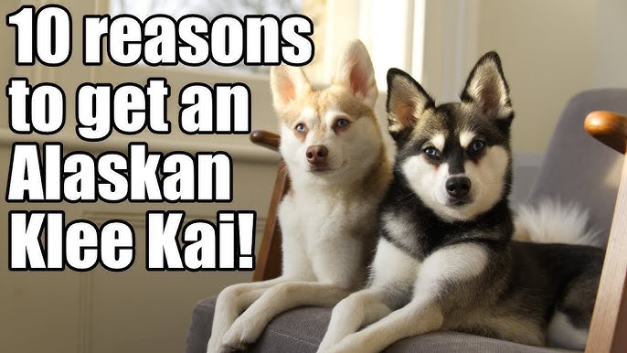 Klee Kai Uk Breeders Where To