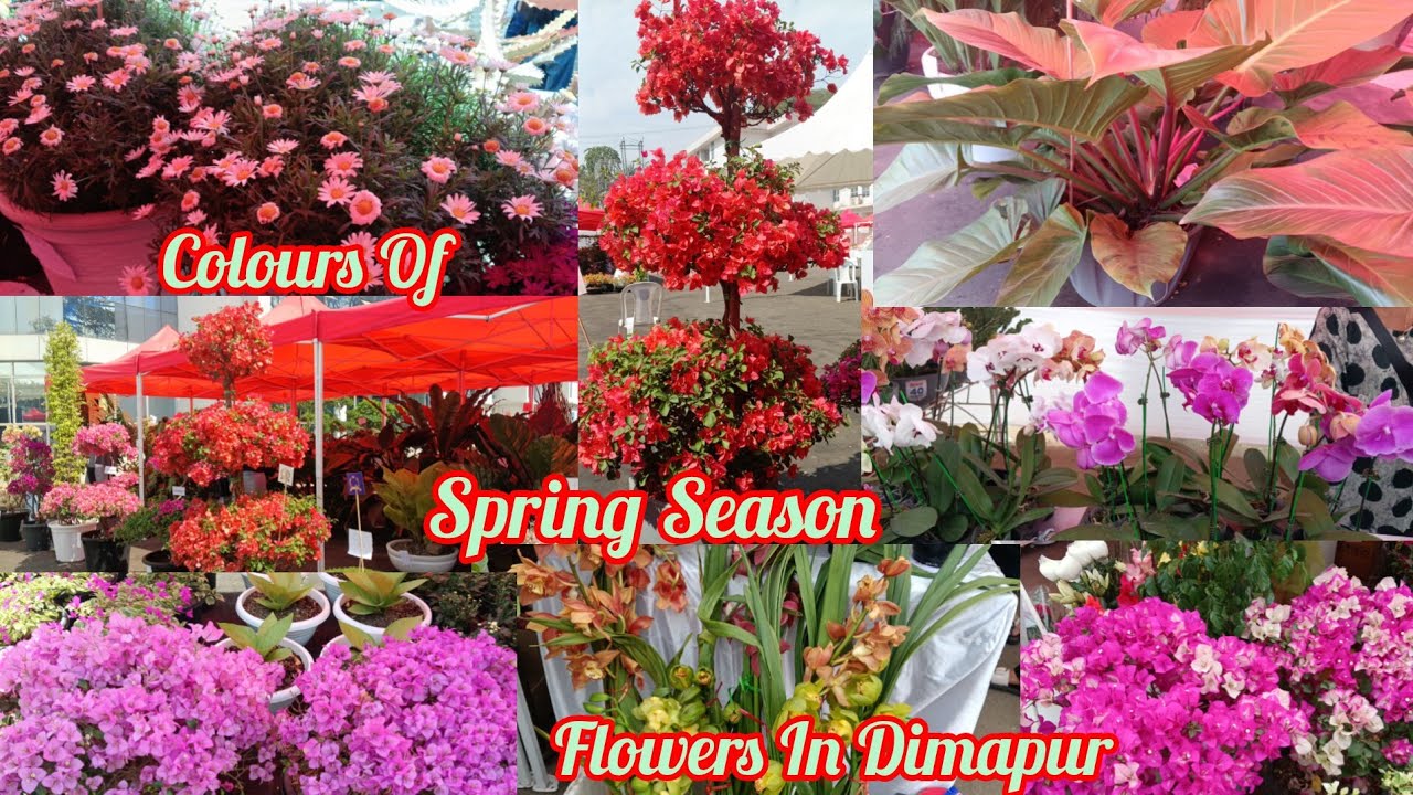Colours Of Spring Season Flowers In Dimapur Nagaland || Menty Vlogs 🌸🌸