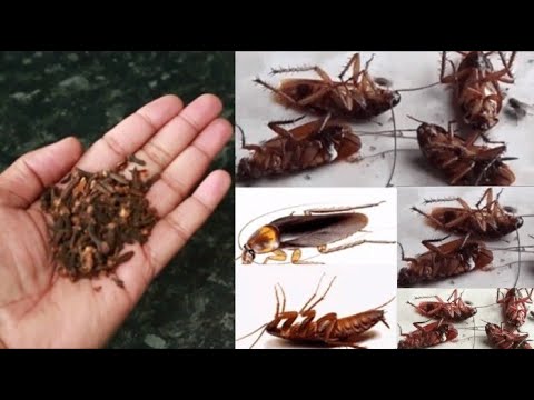 Magic Clove || How To Kill Cockroach, Within 5 Minutes || Home Remedy ||
