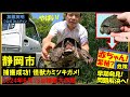 捕獲成功！怪獣カミツキガメ！緊急事態！？静岡市カミツキガメ異常発生！繁殖も！？Snapping turtle,Shizuoka,Japan.Naturalization！≫ 加藤英明【公式】かとチャン