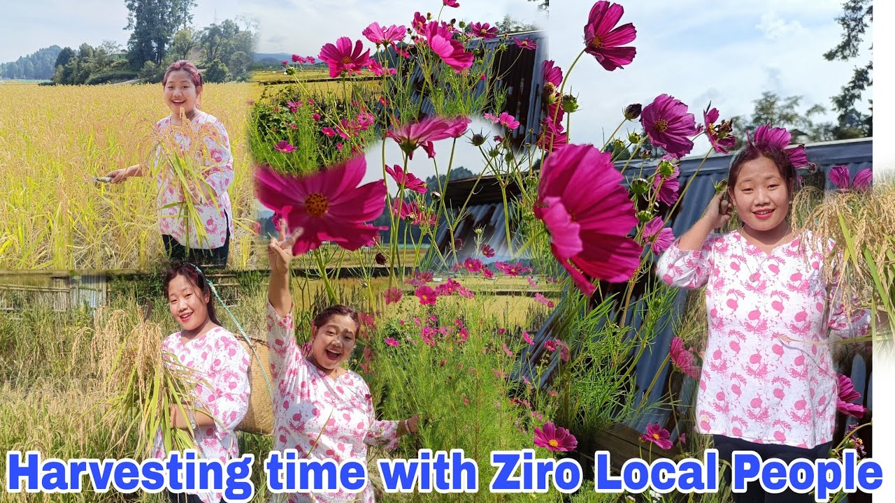 Maine Aj Apatani Ama ko Impress Kar diya| After 2 years Harvesting in Paddy field at Ziro Valley 🧬 |