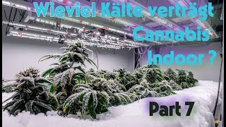 Wieviel Kälte verträgt Cannabis Indoor. Part 7