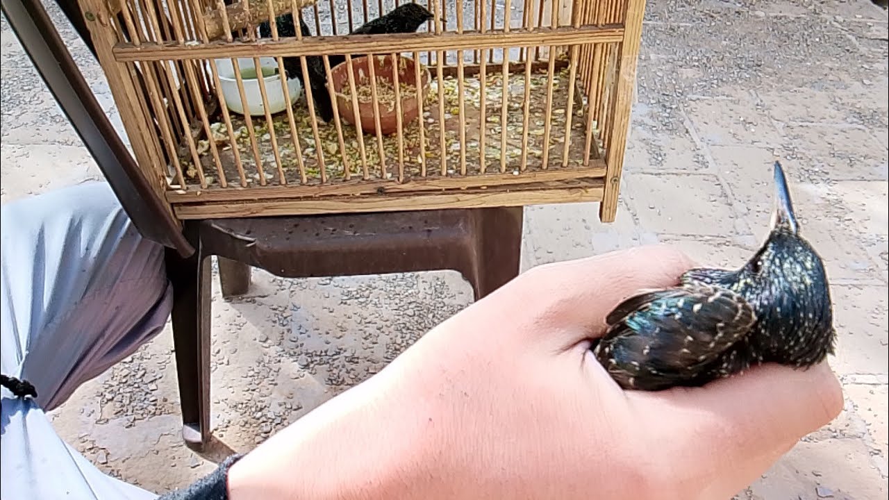 جمعه مباركه.فديو سريع اني وابني محمد..اطلقنا طيور لوجه الله تعالى👍🏻🐦