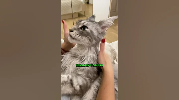 Video 9942861: gato maine coon