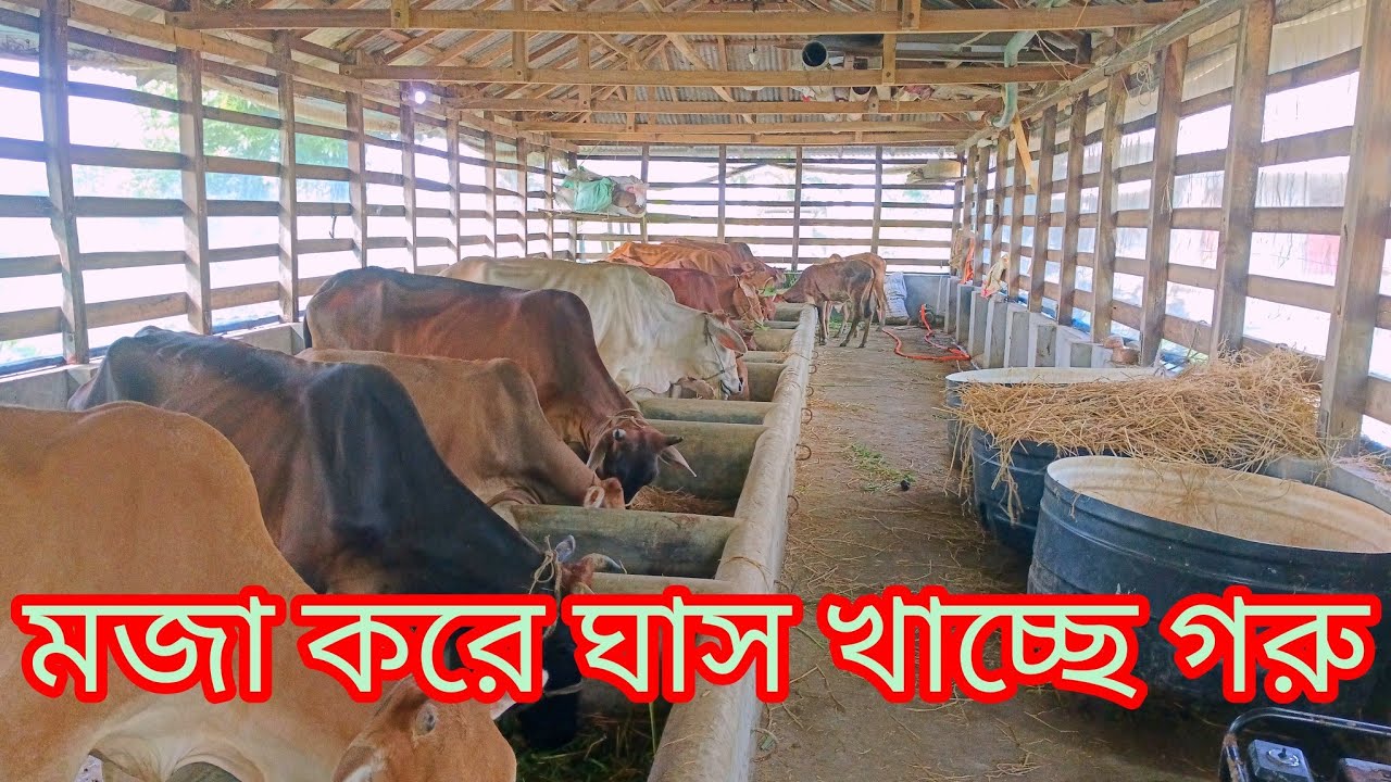 The cows on my farm are happily eating grass.