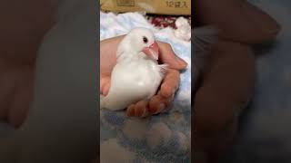 【文鳥の毛繕い】すずの毛繕い スローモーション【Grooming of Java sparrows】Slow motion