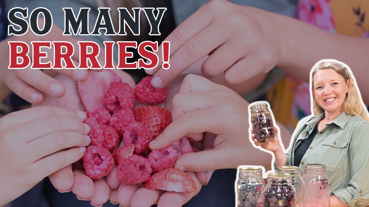 Better than Candy (How to Freeze Dry Berries) YouTube