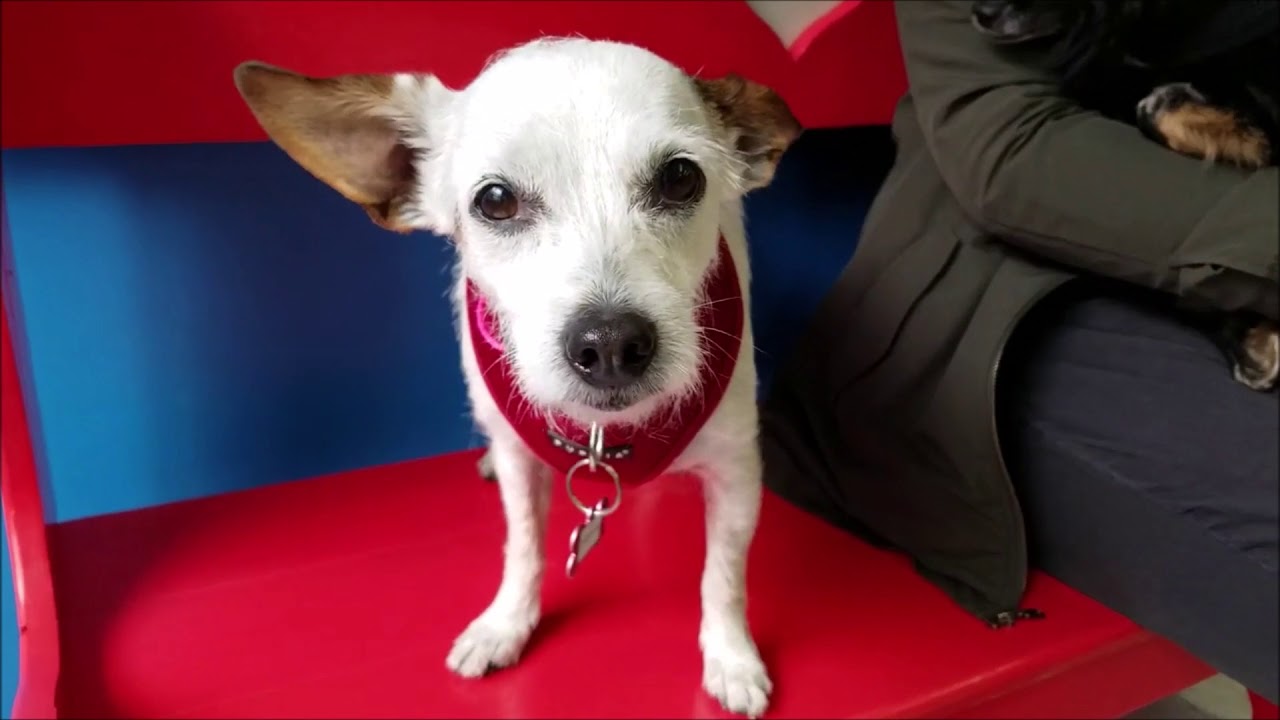 Francine, a female Jack Russell Terrier mix at Muttville-adopted! santa clarita diet
