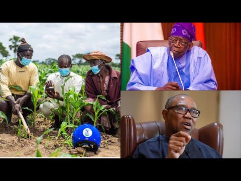 Peter Obi embarrassed Tinubu for not doing what he promised to Nigeria | Nigeria agriculture is dawn