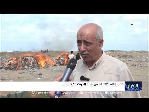 إتلاف 12 طناً من شمة الحوت في المخا