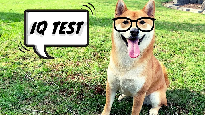 How Smart is a Shiba Inu - Intelligence Test Beginner Level | Super Shiba