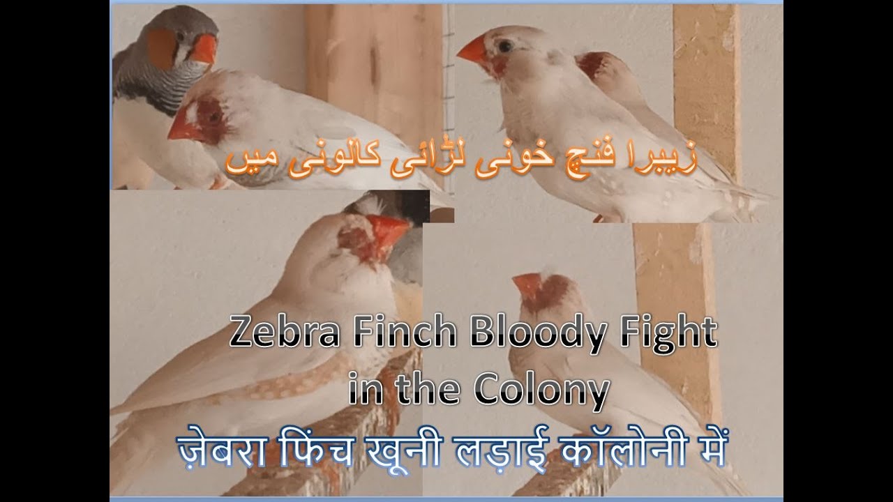 Zebra Finch Bloody fight in the Colony Finches Finch Colony setup