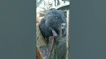 Мне нравятся нутрии. :)