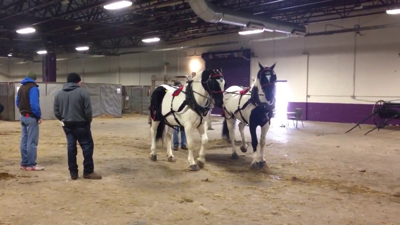 Spotted Draft Horse Team at Harrisburg YouTube