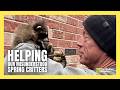 Wildlife removal expert helps evicted babies in this unique way