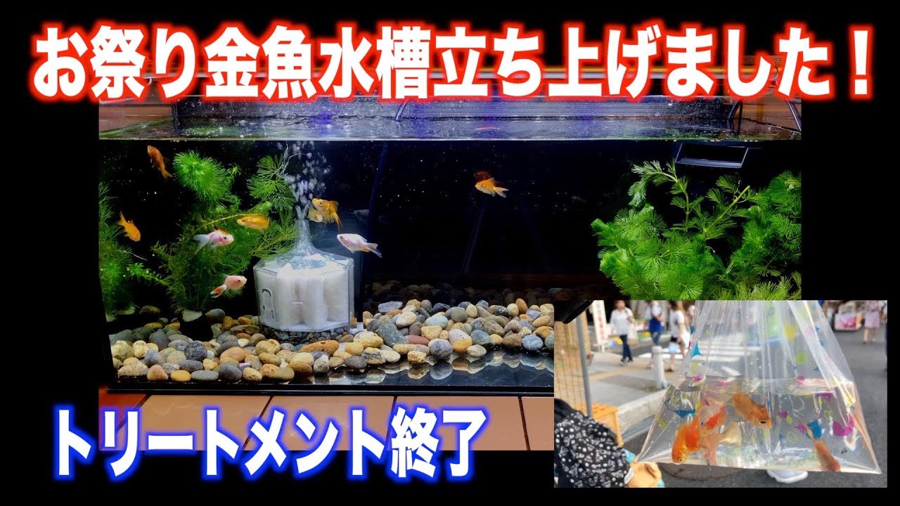 上げ 立ち 金魚 水槽