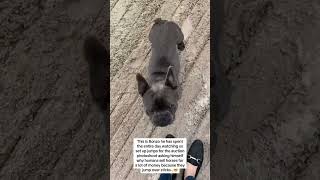 Introducing our first auction! 🎉 Bonzo's reaction says it all 😲#AuctionDebut #BonzoTheCritique 🐾✨