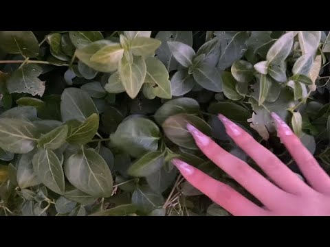 ASMR outside 🪴🍃 (bird sounds)