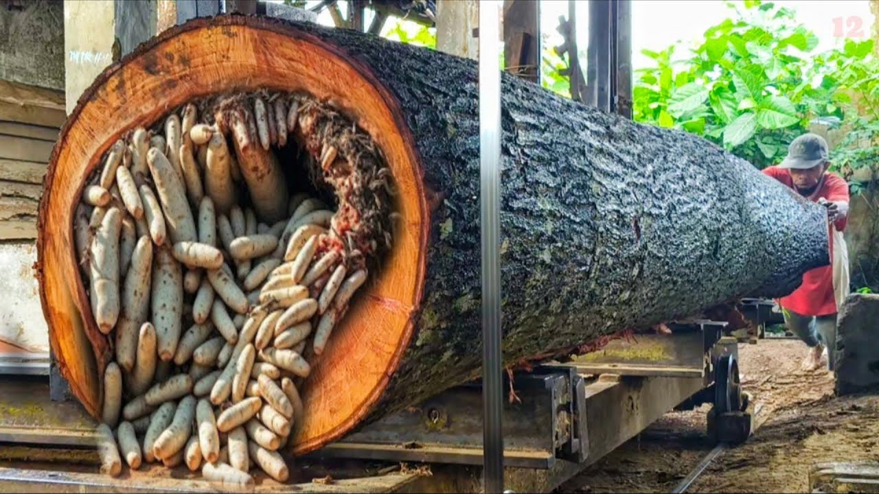 An extreme and dangerous process when sawing giant wood. - YouTube