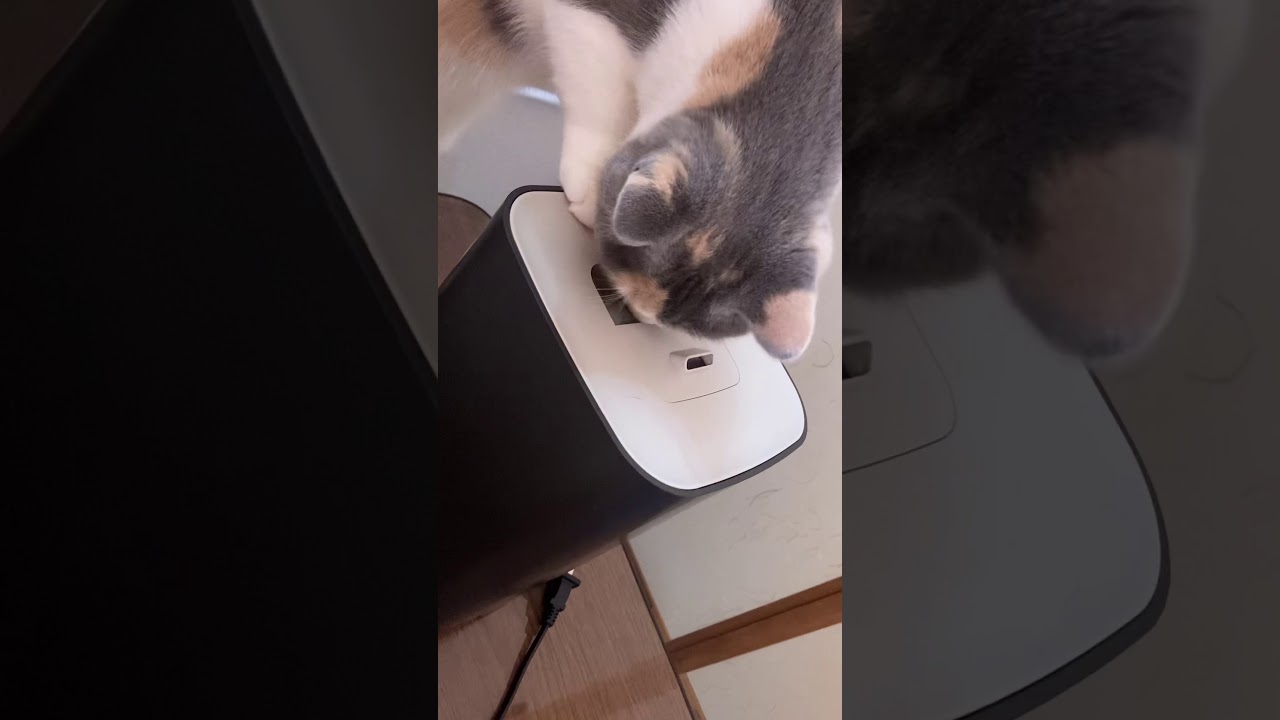 犯行現場 猫 Youtube 犯行現場 猫 Youtube