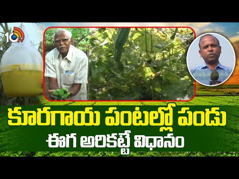 Vegetable farming | కూరగాయ పంటల్లో పండు ఈగ అరికట్టే విధానం | Matti Manishi | 10TV News
