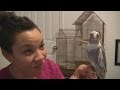 Teaching Your Cockatiel to Talk and Whistle:  Part I