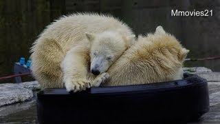 タイヤの上で重なる双子〜Polar Bears