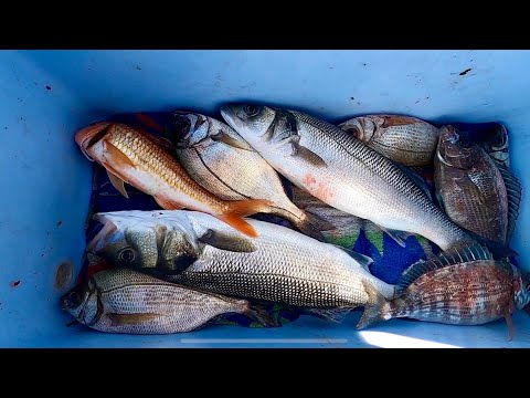 Amazing Mixed Fishing Trip ! Catch & Cook ! Summer Fishing !